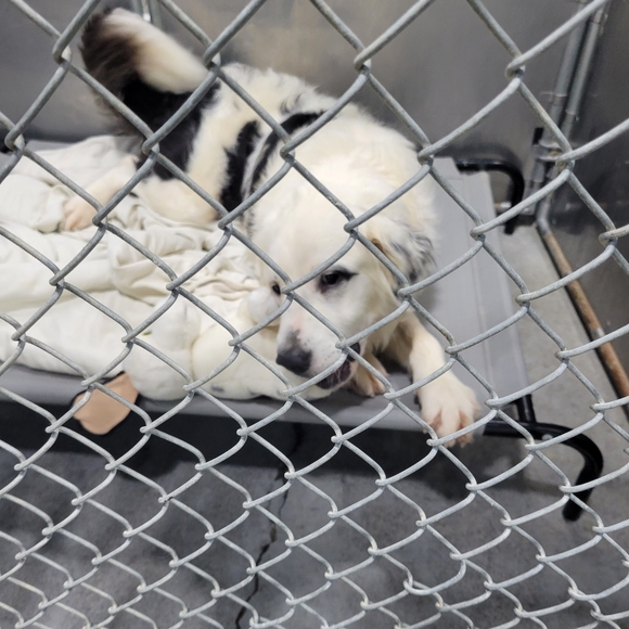 Large vegan leather tote - Picture 7 of 7